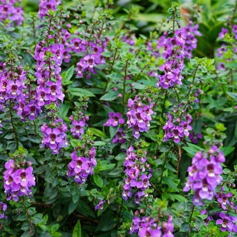 Interesting Purple Flower Names We All Should Know About