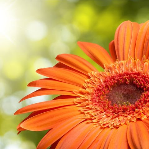 The Gerbera Daisy Flower Meaning