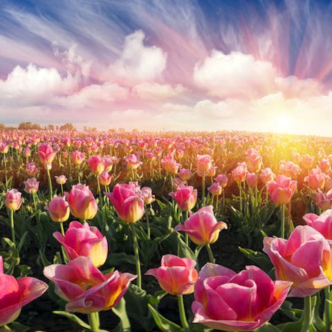 Planting a Field of Flowers