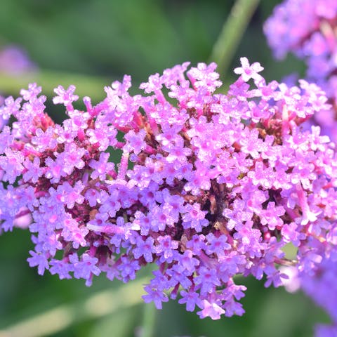 The Verbena Flower Is a Beautiful Perennial Plant That Blooms in Pots and Summer Planters