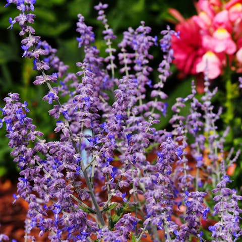 Russian Flowers Represent Power, Success and a Strong Character