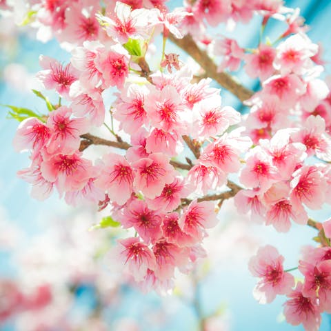 You can find Beauty and Wisdom in Japanese Flowers