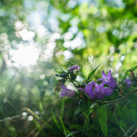 What Are the Most Purple Flower Names?