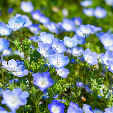 The Baby Blue Eyes Flower Is a Charming Plant, Beautifully Colored and Does Wonders in Garden