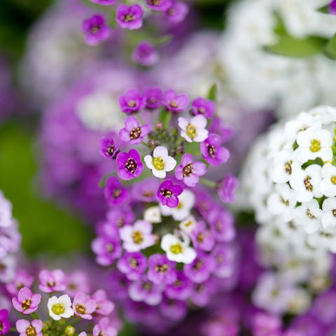 The Alyssum Flower Is a Beautiful Plant That Brings a Fragrant and Colorful Touch to Your Garden