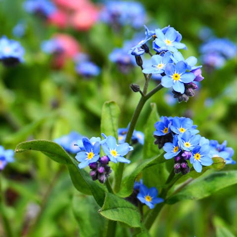 The Best Little Flower Options for Gardening