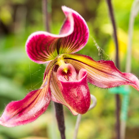 The Lady Slipper Flower Adds More Colors And Brightness To Your Garden