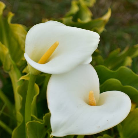 Understanding the Beautiful Calla Lily Meaning