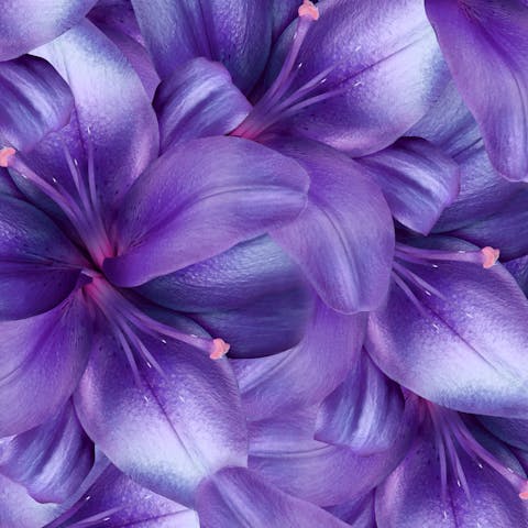 Different Kinds of Purple Flower Names to Put Into Your Garden