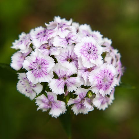 Sweet William Flower: a Royal Touch for Your Garden