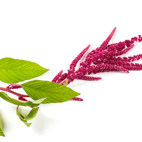 Amaranth Flower: A Red Beauty to Enhance Your Life