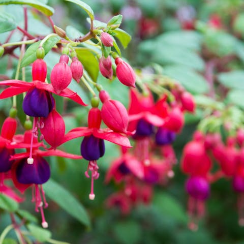 All About the Fuchsia Flower, an Exotic and Unique Plant