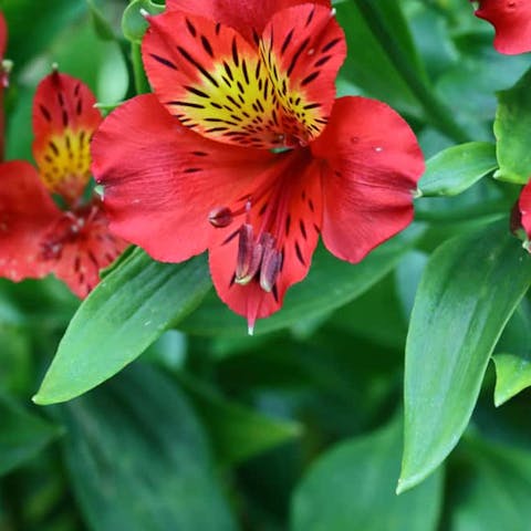 The Beauty of Red in Flowers