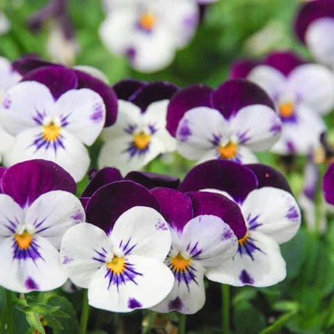 Violet Flower Meaning: The Multipurpose Ancient Flower