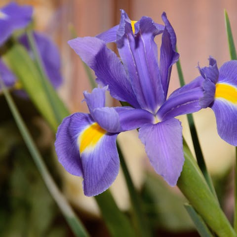 Iris Flower Meaning: A True Beauty to the Human Eye