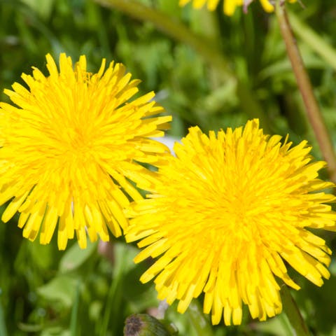 Choose the Most Beautiful Golden Flower to Brighten up Your Garden