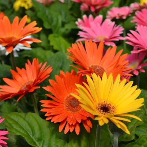Uncovering the Meaning of the Daisy