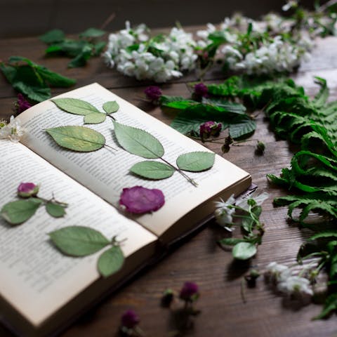 How To Press Flowers: In Informative Guide