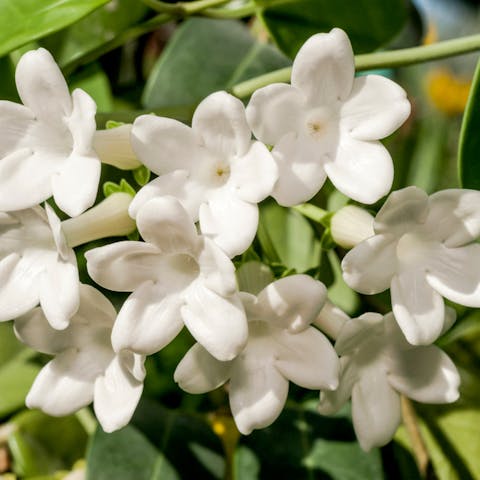 Choose the Most Brilliant Tropical Flower for Your Garden