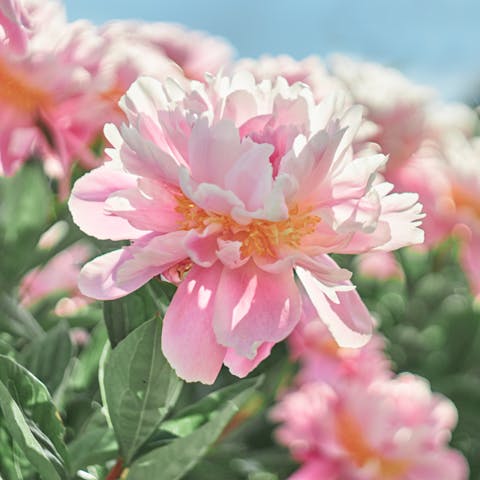 Peonies Flower is Also Known as the Queen of the Gardens