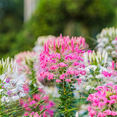 Spider Flowers are Beautiful Flowers with a Scary Name