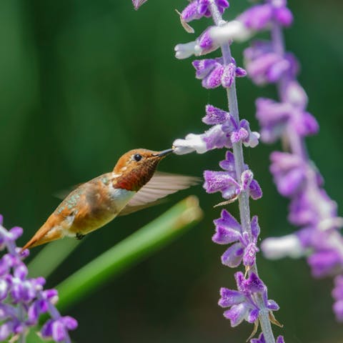 Plants and Flowers to Attract Hummingbirds