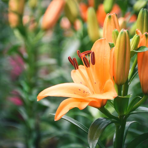 Orange Lily Meaning: The Truth about it