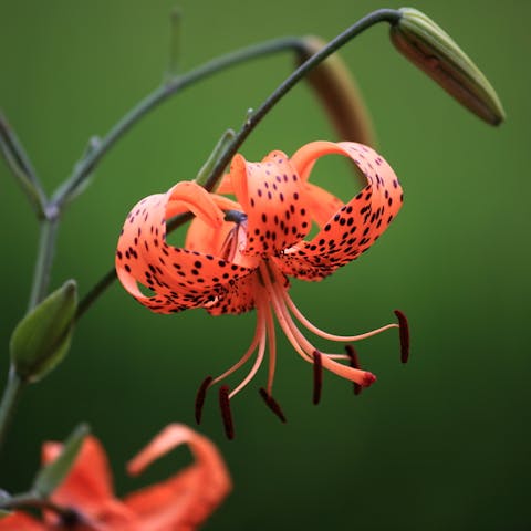 Tiger Lily Meaning: Interesting Facts about the Flower