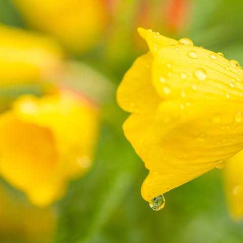 Primrose Flower
