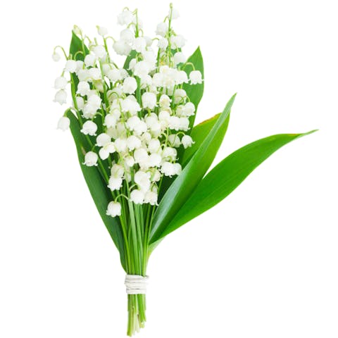 Le bouquet de muguet, la fleur qui réunit la beauté et le bonheur: