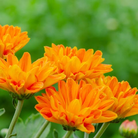 If You Want to Express Feelings of Joy, Warmth, and Beauty, Choose Orange Flowers