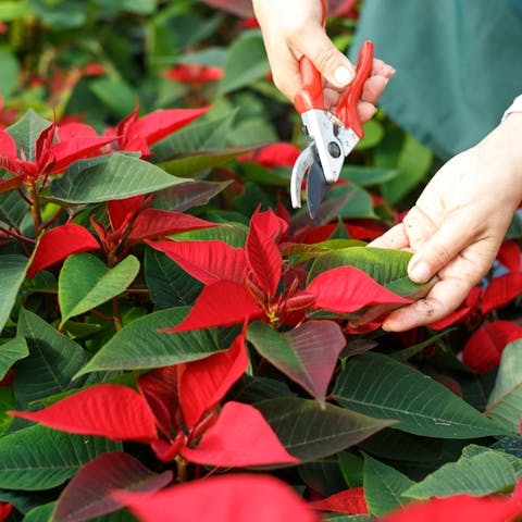Poinsettia Care