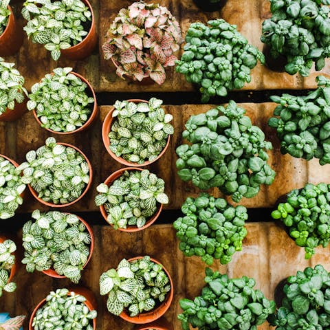 Cute Flowers That Are Easy to Grow in Pots