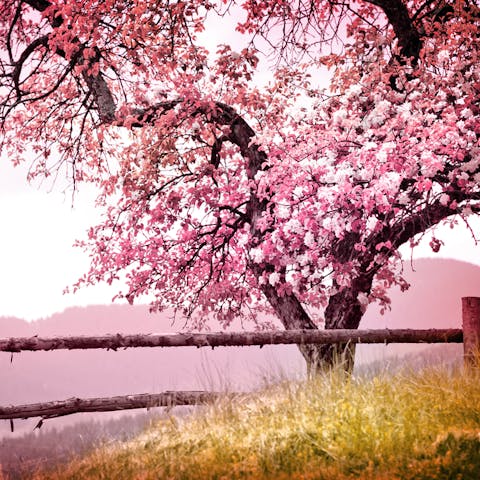 Popular Spring Flowers