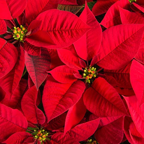The Birth Flowers of December