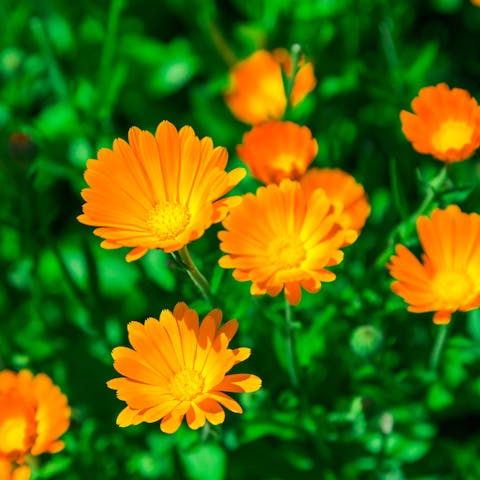 Calendula Flower