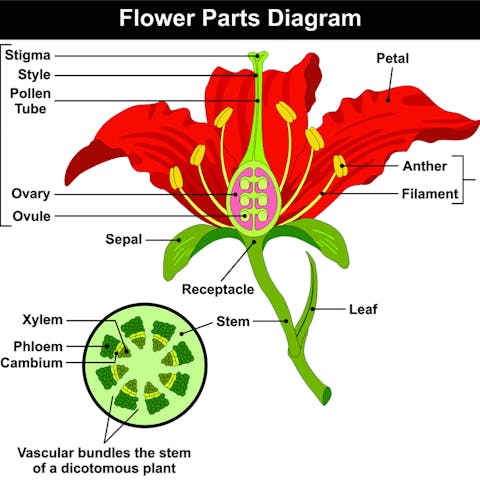 Anatomy of a Flower