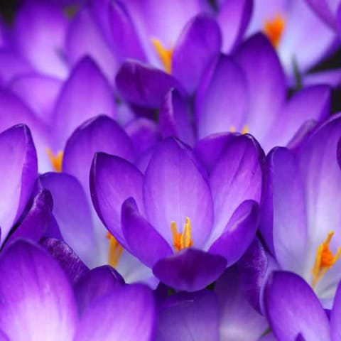 The Crocus Flower