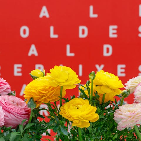Say “Rose” in Over 40 Different Languages
