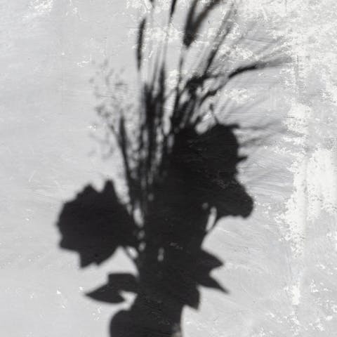 Best Places to Find Flower Silhouettes