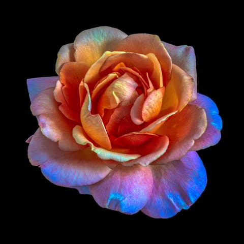 Flower Color Meanings