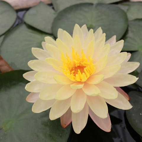 The Enlightened Lotus Flower