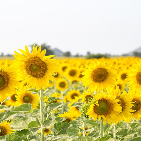 7 Cool Sunflower Facts