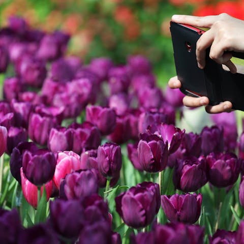What Do Lavender Flowers Mean?