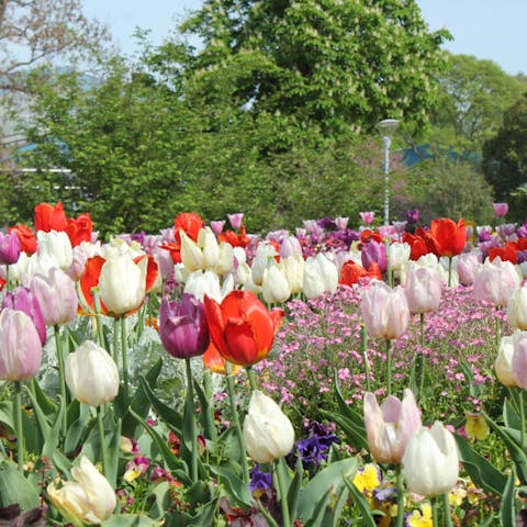 Tulip Color and Meaning