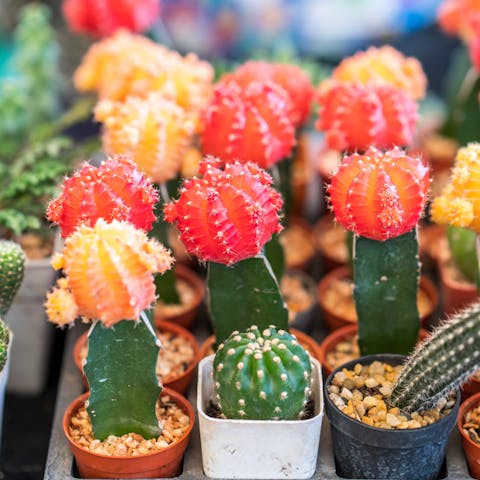 Blooming Patterns of Different Cactus Flowers