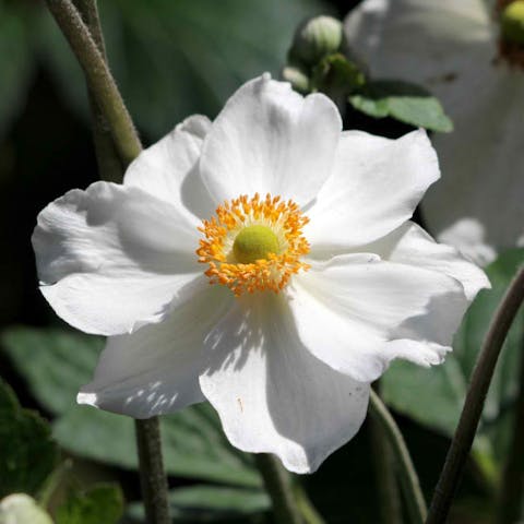 Anemone: Their History, Meaning and Care