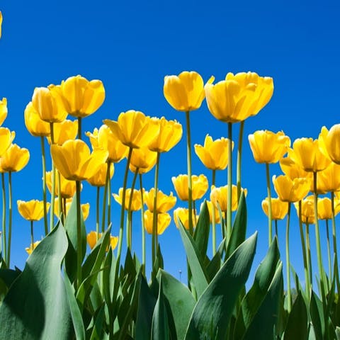 Spring Flowers – 7 Sensational Yellow Spring Flowers To Brighten Your Day