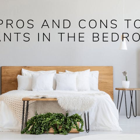 Pros and Cons to Plants In The Bedroom