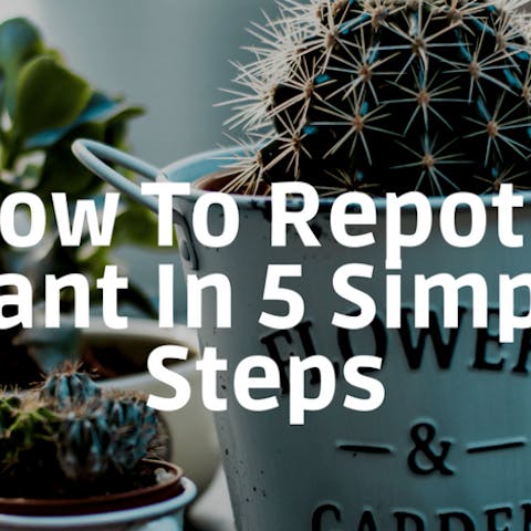 How To Repot A Plant In 5 Simple Steps